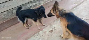 6-12 months Female Purebred German Shepherd