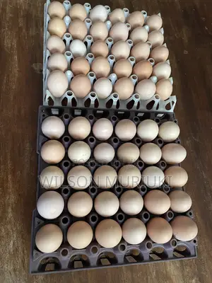 Improved Kienyeji Eggs for Sale