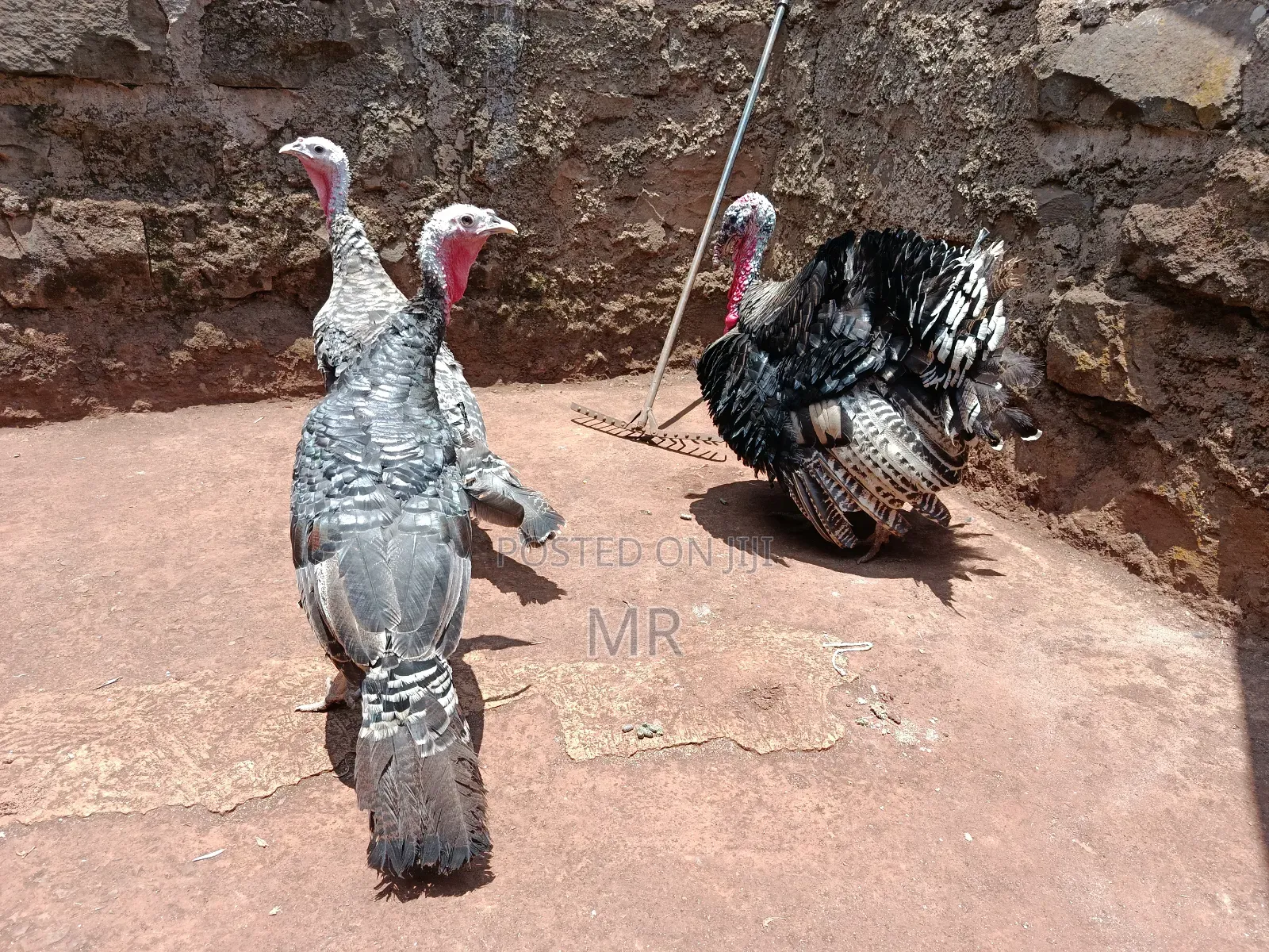 Mature Turkey Pair