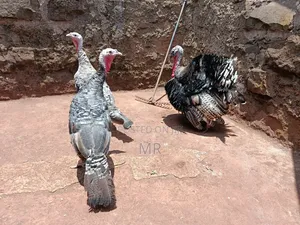 Mature Turkey Pair