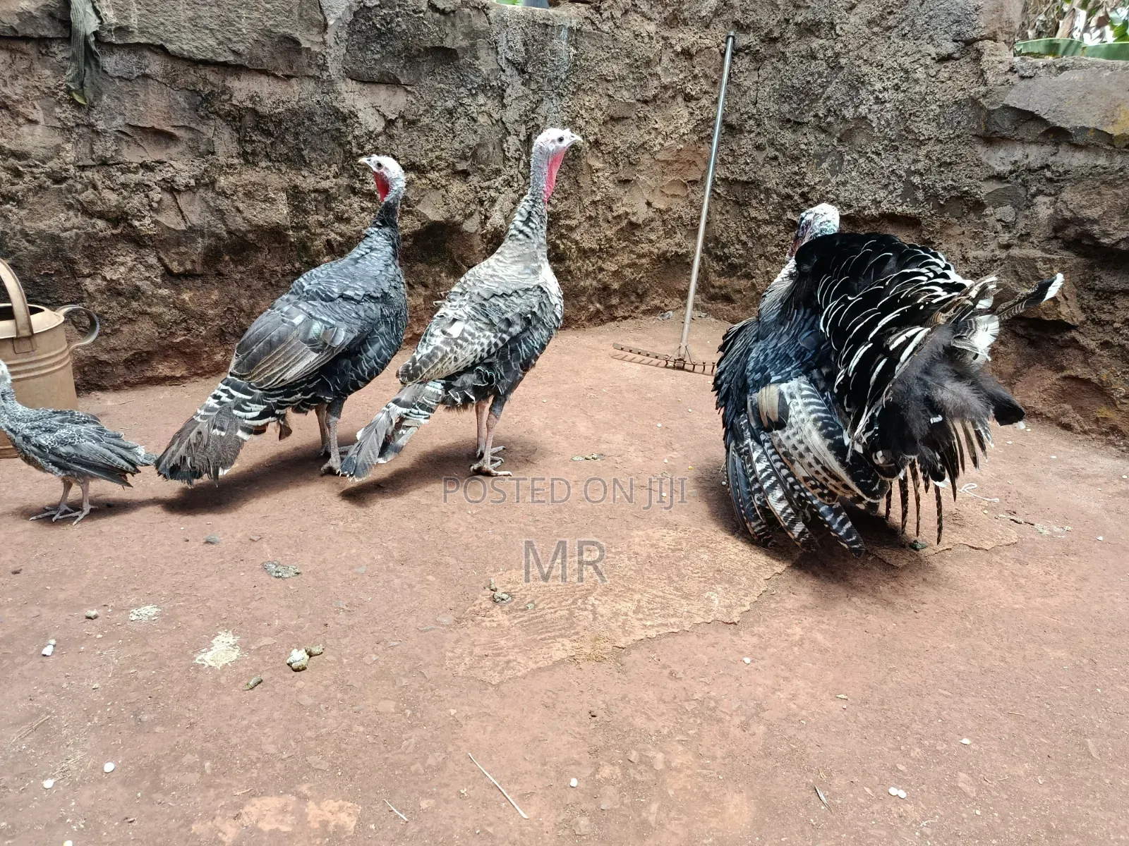 Mature Turkey Pair