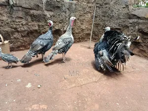 Mature Turkey Pair