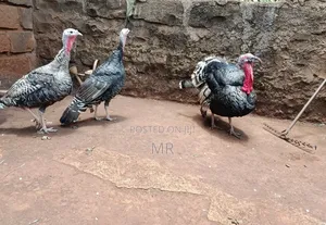 Mature Turkey Pair
