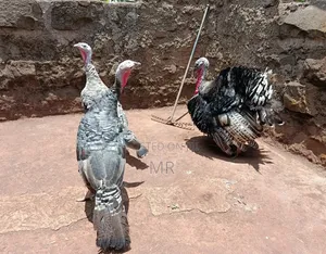 Mature Turkey Pair