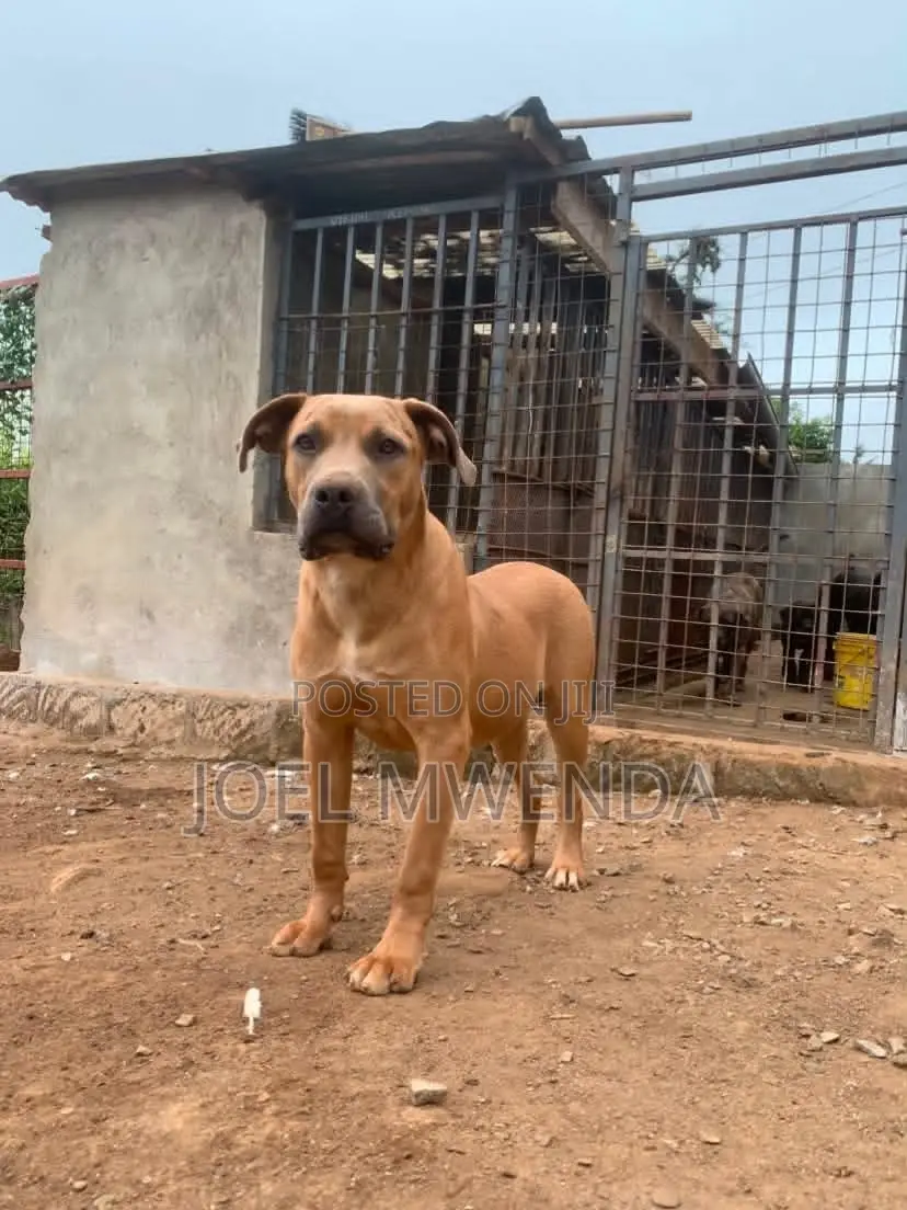 6-12 months Female Purebred Boerboel