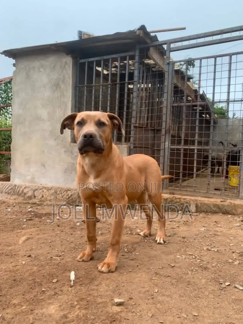 6-12 months Female Purebred Boerboel