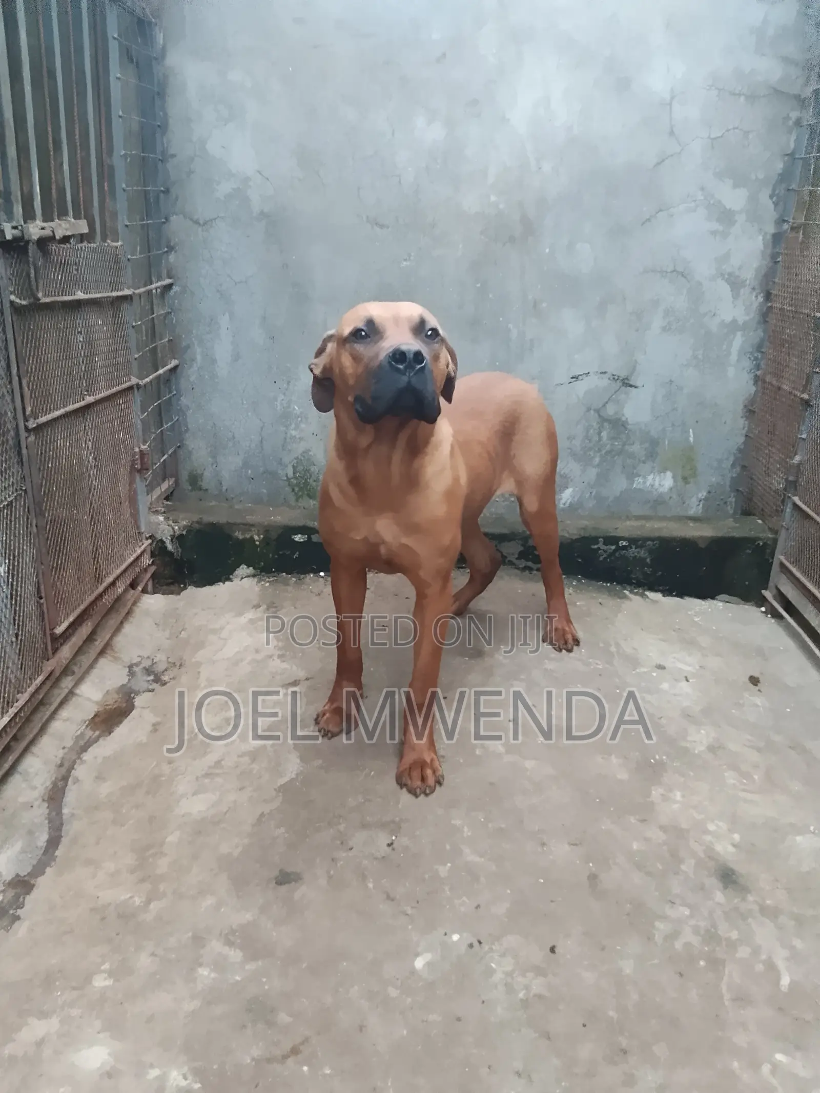 6-12 months Male Purebred Boerboel