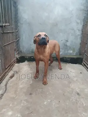 6-12 months Male Purebred Boerboel