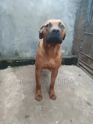 6-12 months Male Purebred Boerboel