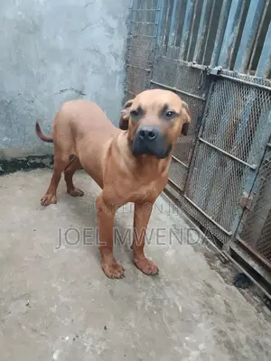 6-12 months Male Purebred Boerboel