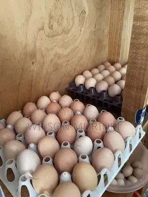 Improved Kienyeji Eggs for Sale