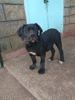 3-6 months Male Purebred Boerboel