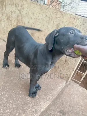 3-6 months Male Purebred Boerboel