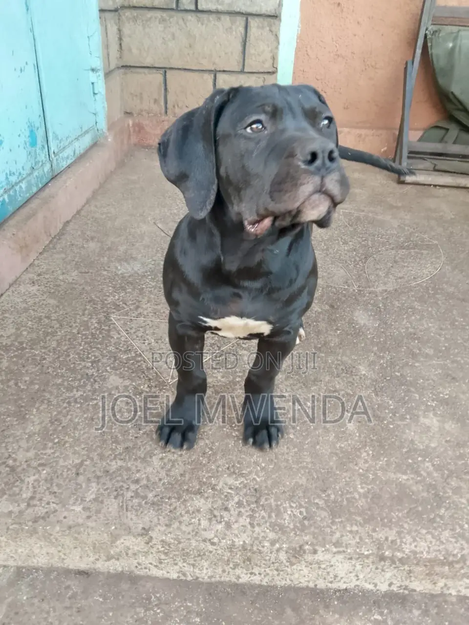 3-6 months Male Purebred Boerboel