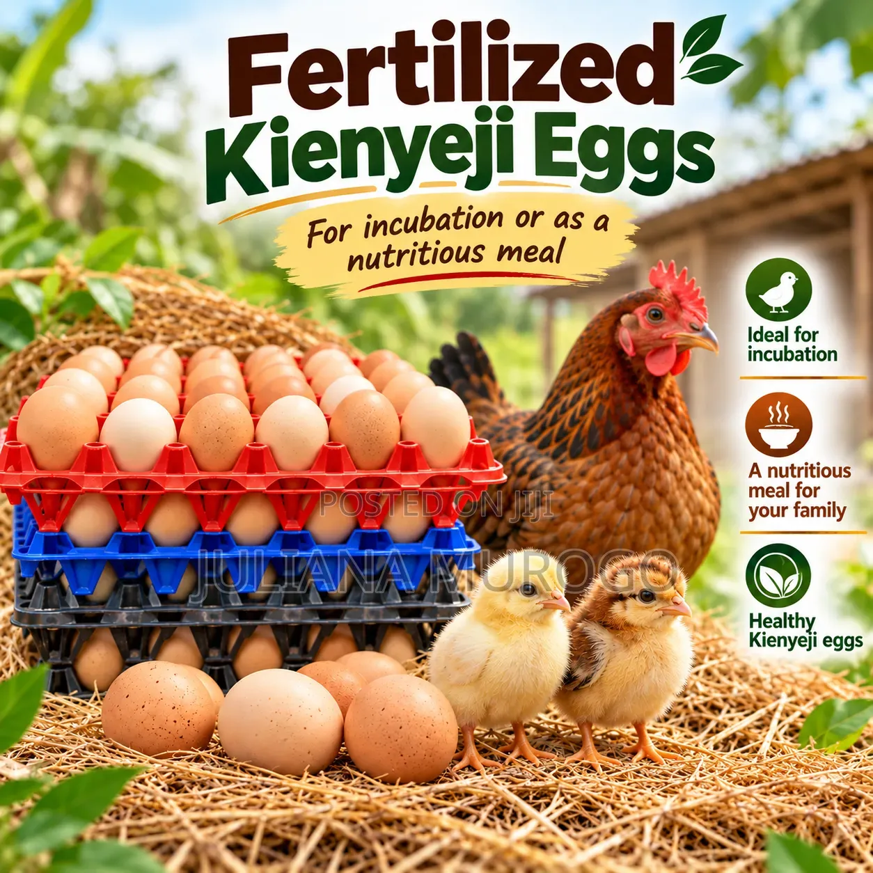 Fertilized Kienyeji Eggs