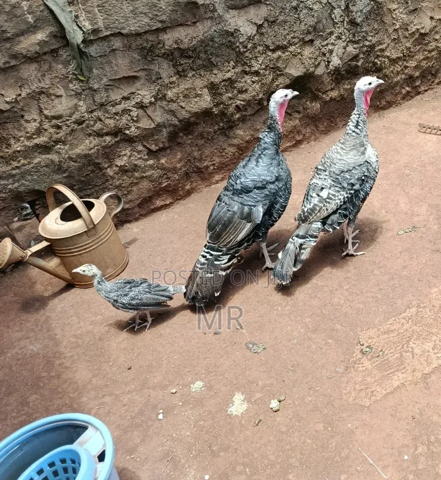 Mature Female Turkeys
