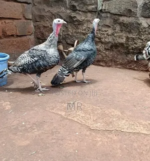 Mature Female Turkeys