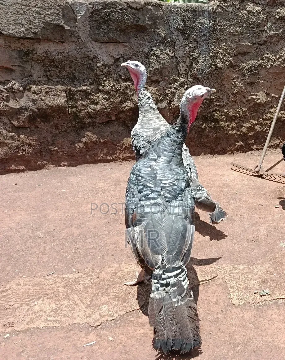 Mature Female Turkeys