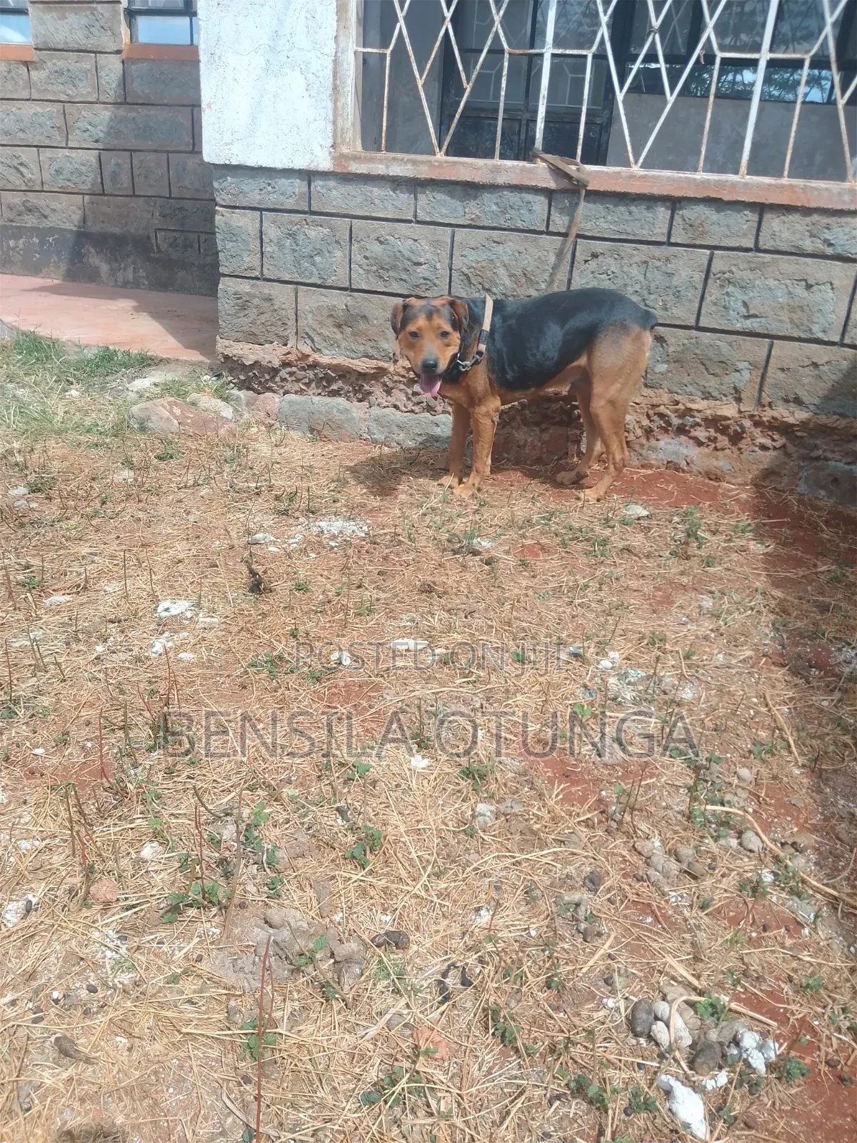 1+ year Male Mixed Breed Boerboel