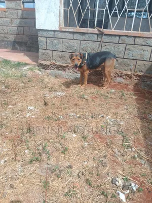 1+ year Male Mixed Breed Boerboel