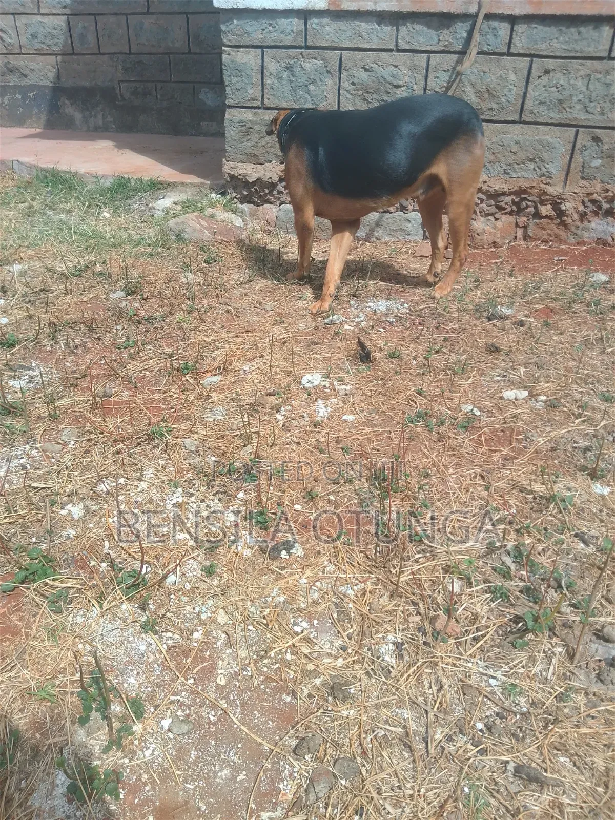 1+ year Male Mixed Breed Boerboel