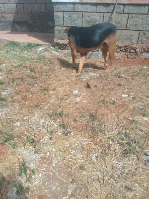1+ year Male Mixed Breed Boerboel