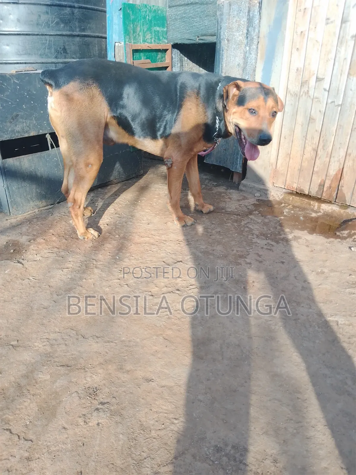 1+ year Male Mixed Breed Rottweiler