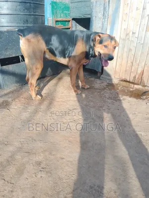 1+ year Male Mixed Breed Rottweiler