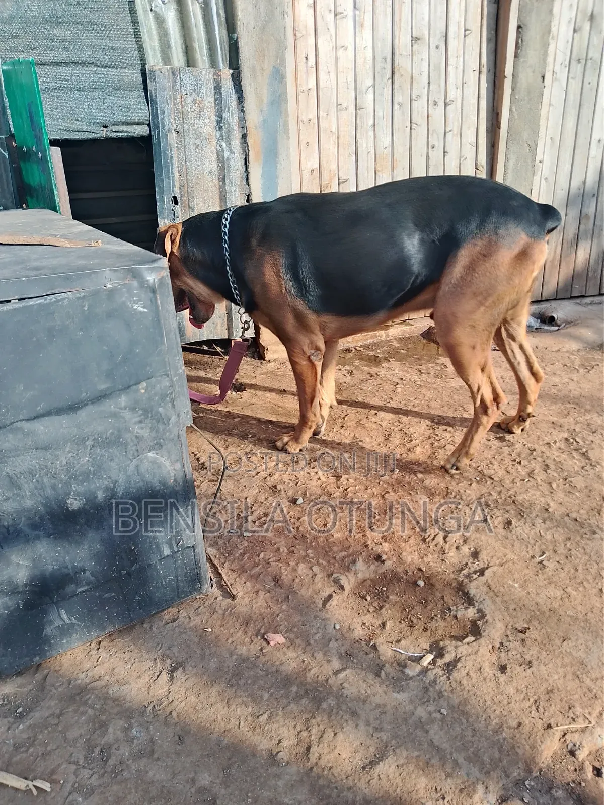 1+ year Male Mixed Breed Rottweiler