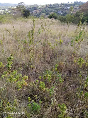 100 Acres Yatta Kiusyani Selling