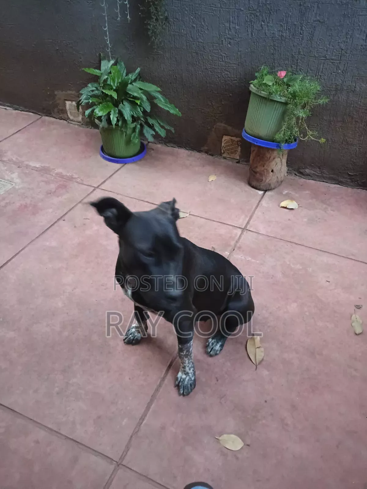 6-12 months Female Mixed Breed Great Dane