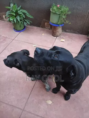 6-12 months Female Mixed Breed Great Dane
