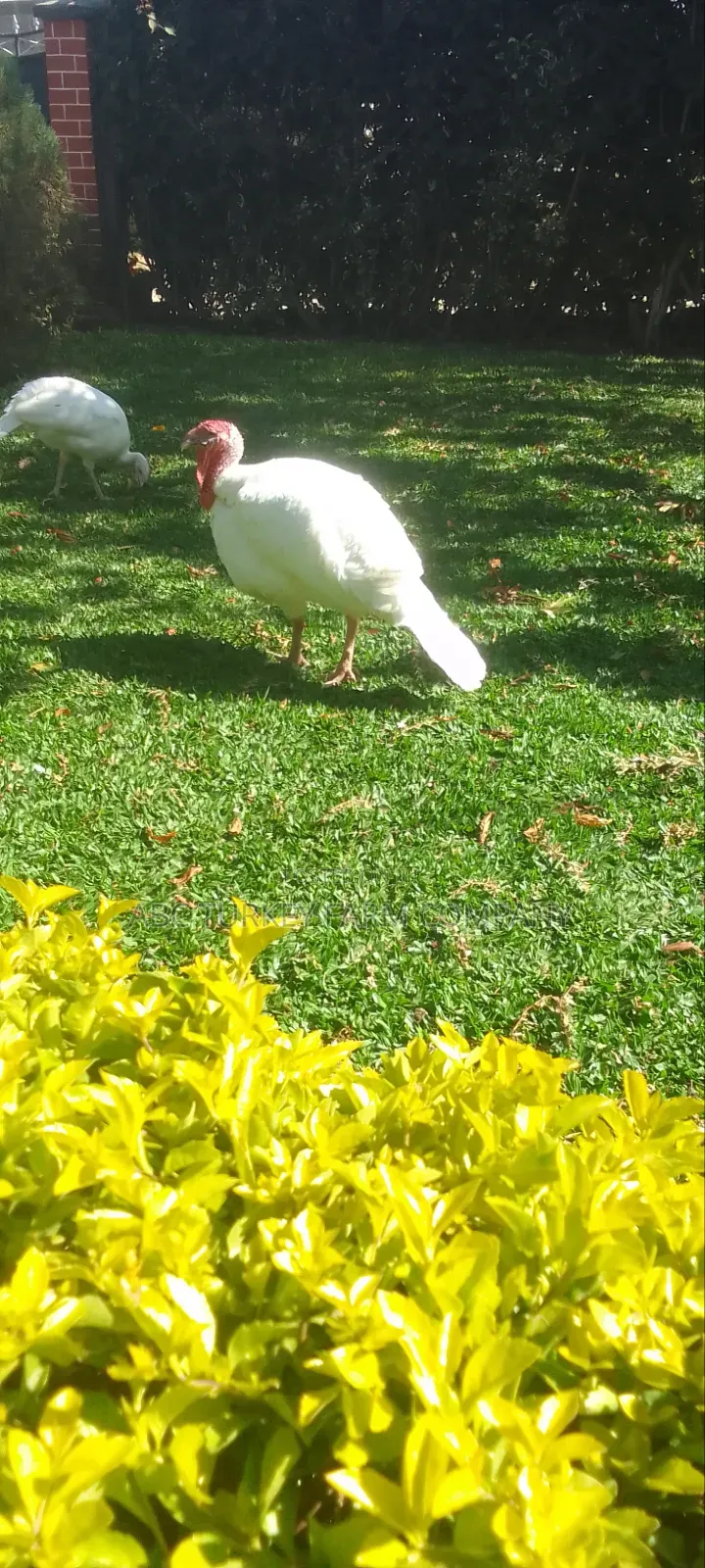 White Turkey Birds(Ornamental Birds)