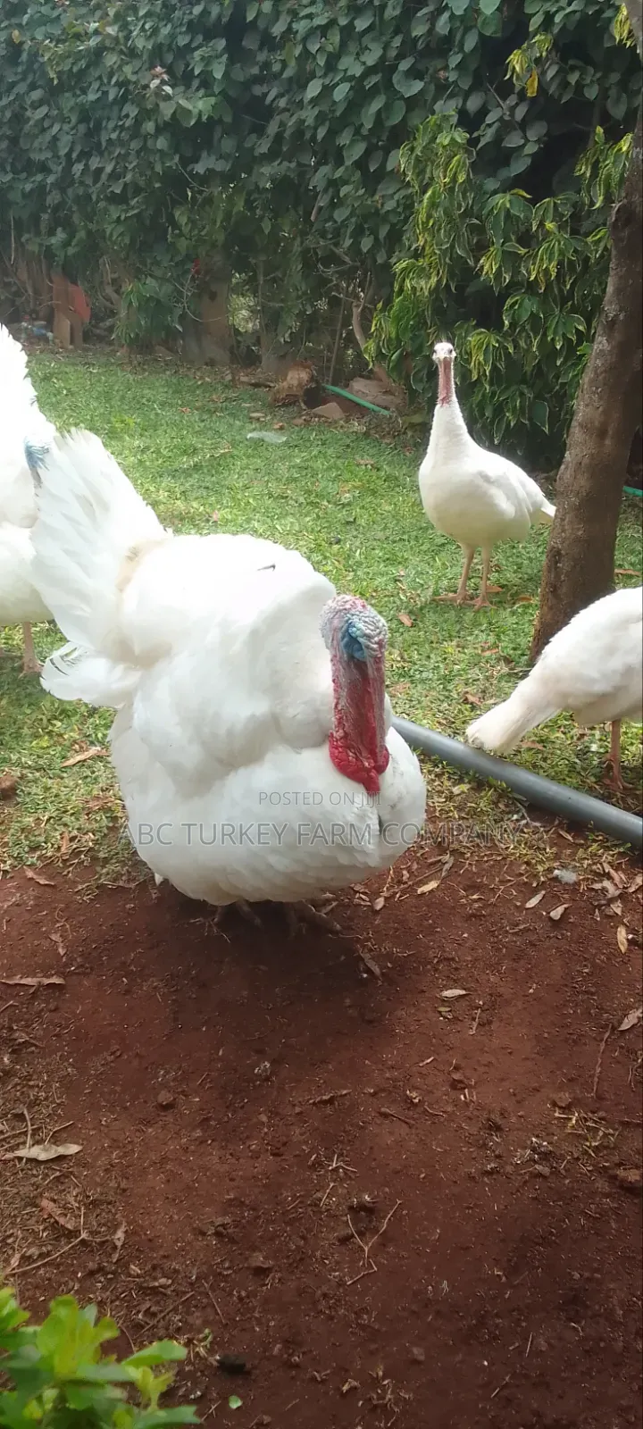 White Turkey Birds(Ornamental Birds)