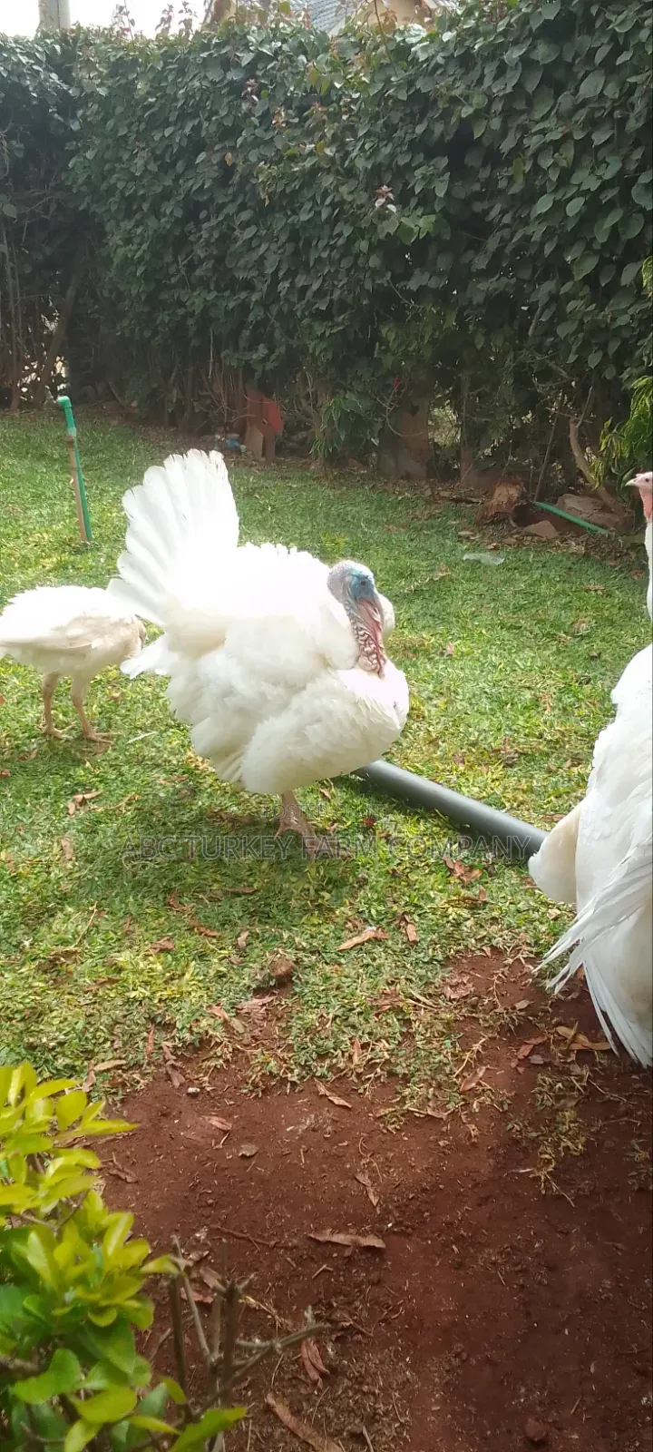 White Turkey Birds(Ornamental Birds)