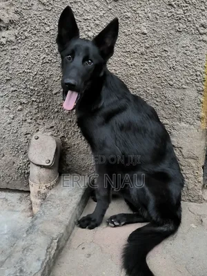 6-12 months Male Purebred German Shepherd