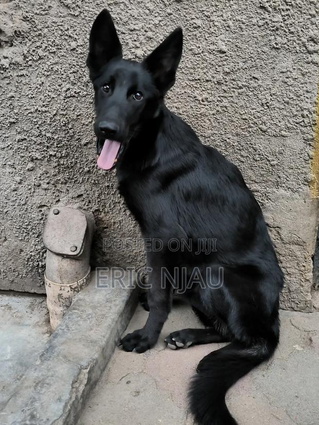 6-12 months Male Purebred German Shepherd