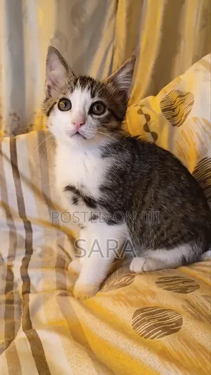 1-3 months Female Mixed Breed Tabby