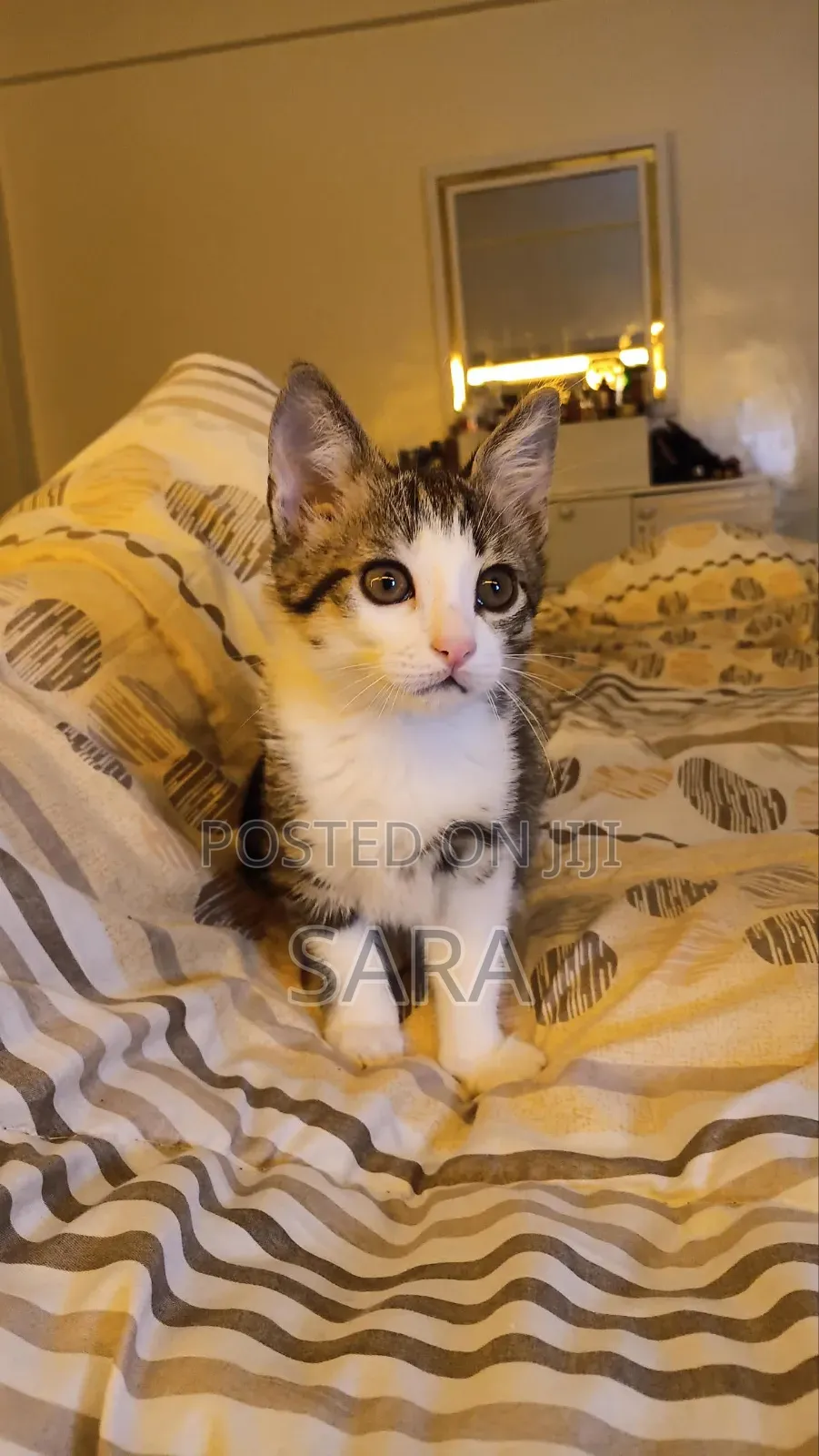 1-3 months Female Mixed Breed Tabby