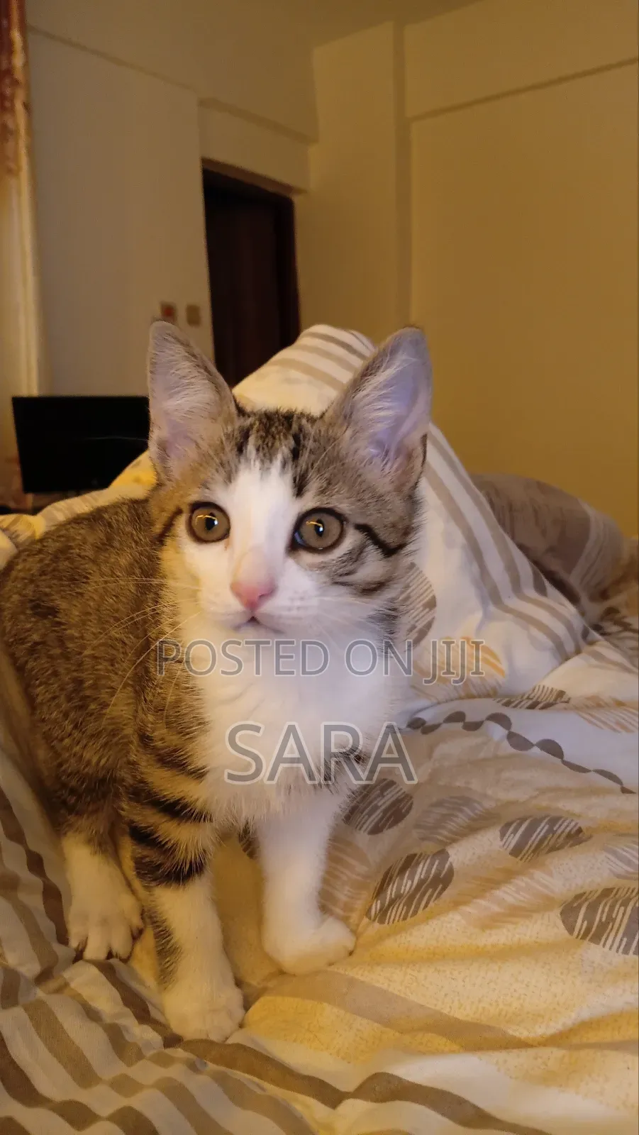 1-3 months Female Mixed Breed Tabby