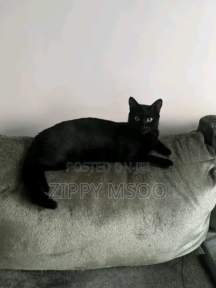 6-12 months Male Purebred Bombay