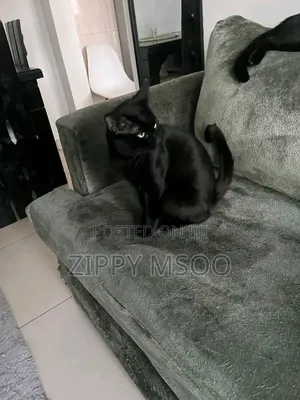 6-12 months Male Purebred Bombay