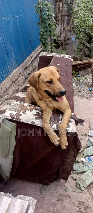 6-12 months Male Purebred Boerboel