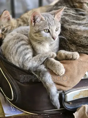 3-6 months Male Mixed Breed Russian Blue