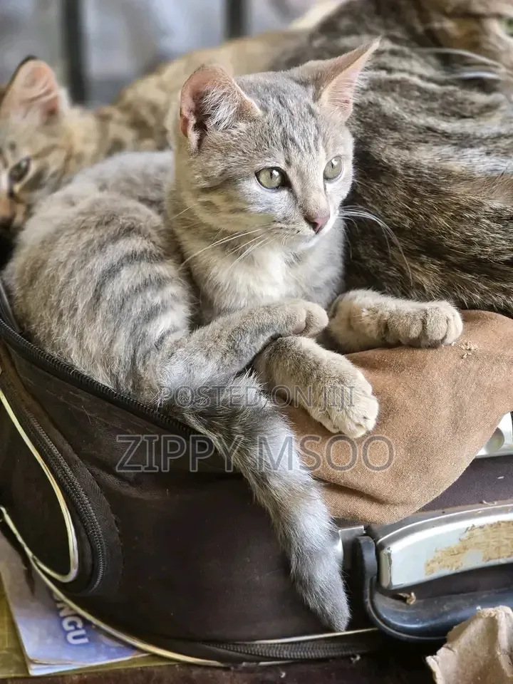 3-6 months Male Mixed Breed Russian Blue