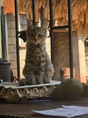 3-6 months Male Purebred Tabby