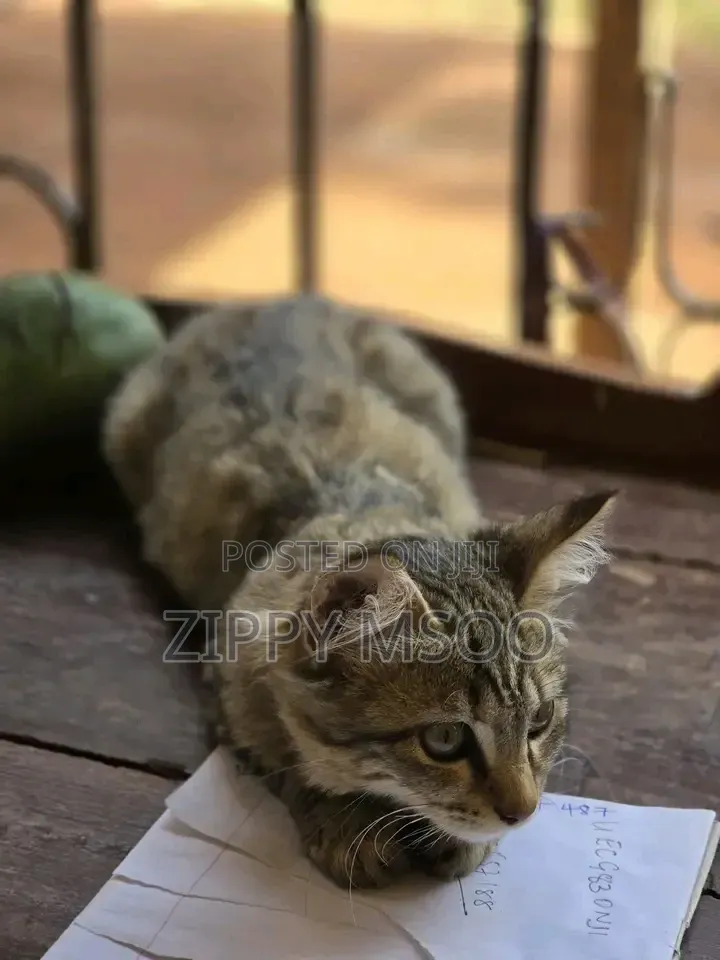 3-6 months Male Purebred Tabby
