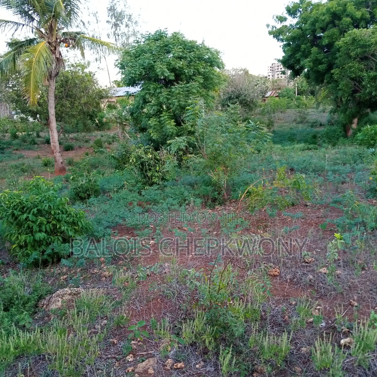 Prime 85x100ft Plot in Kikambala – 10 Min Walk to Beach!