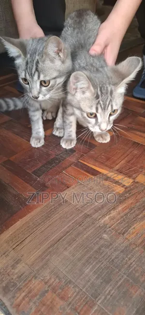 3-6 months Male Mixed Breed Russian Blue