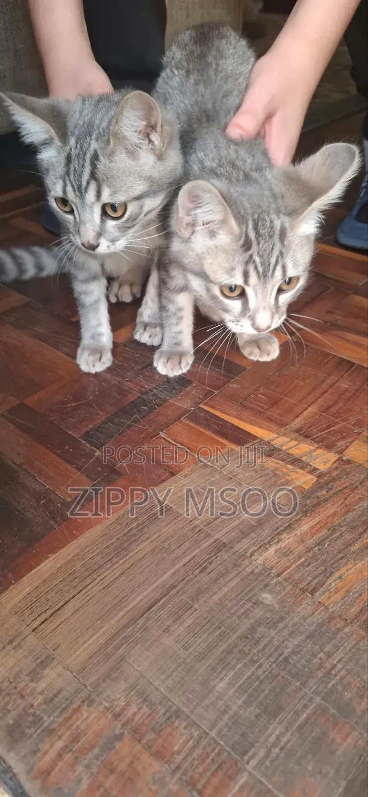 3-6 months Male Mixed Breed Russian Blue